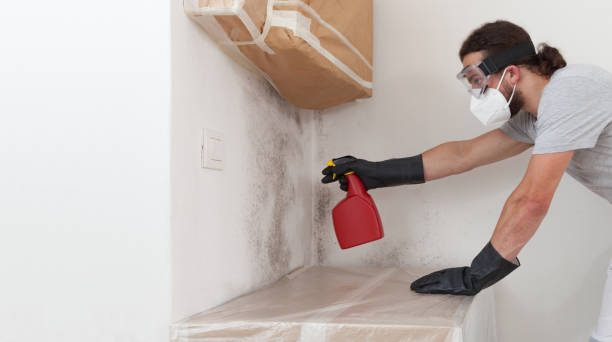 Professional Basement Mold Removal technician working in Sugar Land, TX
