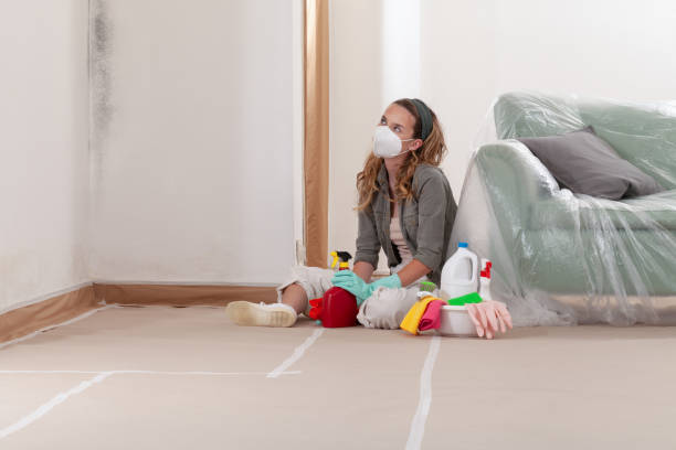 Reliable Basement Mold Removal contractor in Sugar Land, TX by WQB Mold Removal